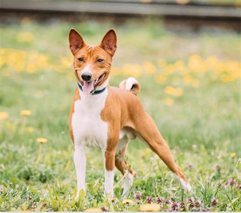 basenjis for adoption